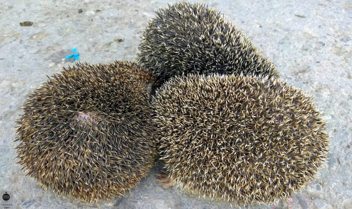 Cuisine campagnarde: la viande de le hérisson est très prisée dans