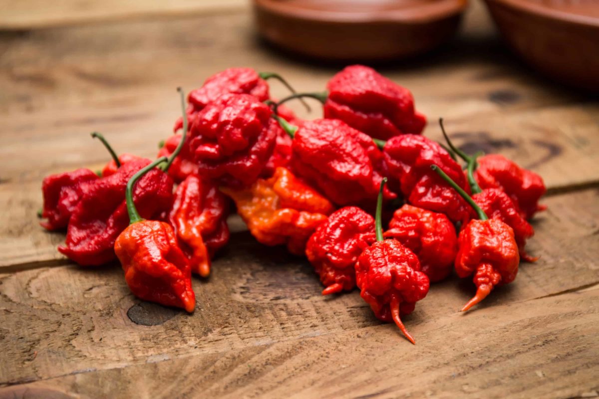 Carolina Reaper: le piment le plus fort du monde