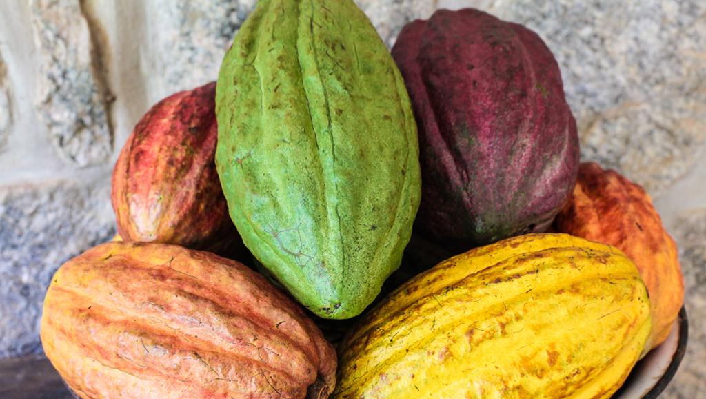 cacao