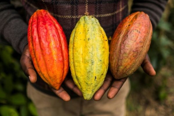 cacao