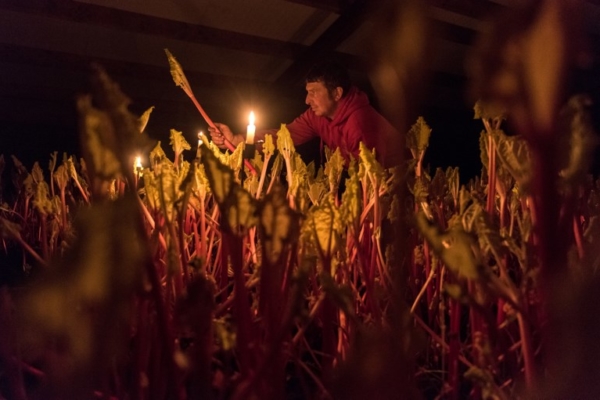 BRITAIN-AGRICULTURE-RHUBARB