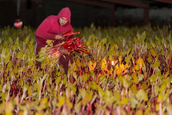 BRITAIN-AGRICULTURE-RHUBARB