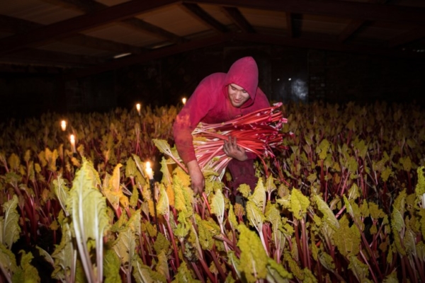 BRITAIN-AGRICULTURE-RHUBARB