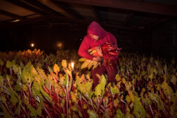 BRITAIN-AGRICULTURE-RHUBARB