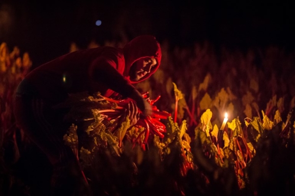 BRITAIN-AGRICULTURE-RHUBARB