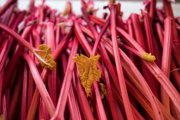 BRITAIN-AGRICULTURE-RHUBARB