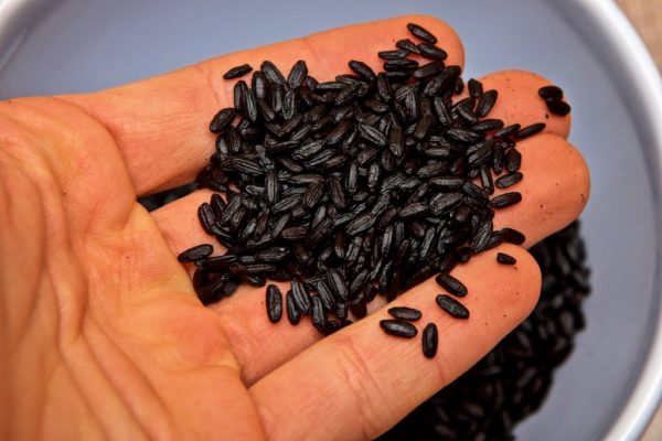 Les Américains en raffolent ! Connaissez-vous le riz noir et sauvage?