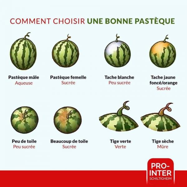 pastèque