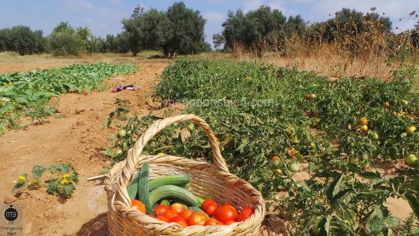 tomates