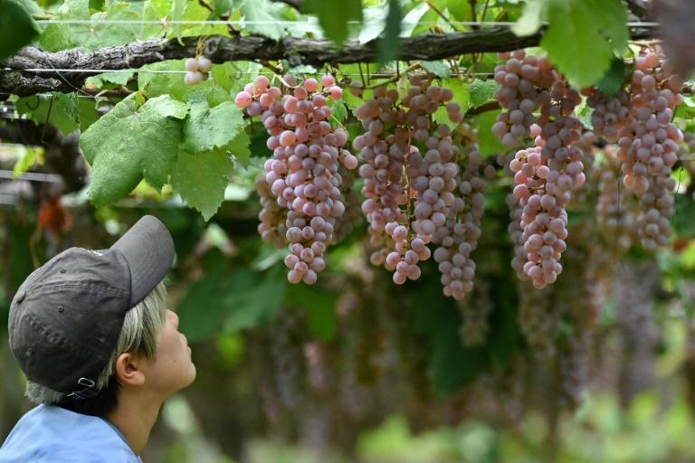 koshu